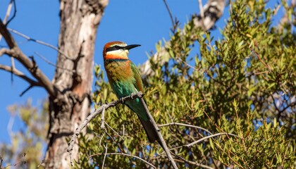 Colorful bird perched on branch