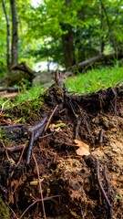 Fototapeta premium Exposed fibrous roots of a fallen tree with soil particles and moisture in a shaded woodland
