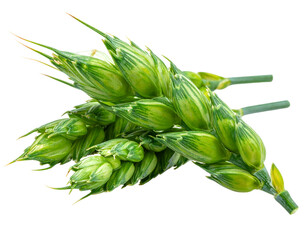 A detailed, close-up shot of a bundle of vibrant, immature wheat stalks against a stark black background