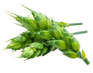 A detailed, close-up shot of a bundle of vibrant, immature wheat stalks against a stark black background