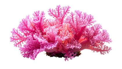 Vivid, vibrant, branching coral against a black background, showcasing aquatic life