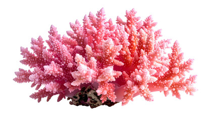 Fototapeta premium Close-up of vibrant pink coral with detailed branching structure against black background