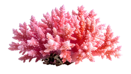 Close-up of vibrant pink coral with detailed branching structure against black background