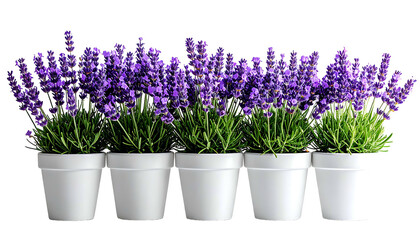 Fototapeta premium Five white pots in a row, each filled with flourishing purple lavender plants against a dark backdrop