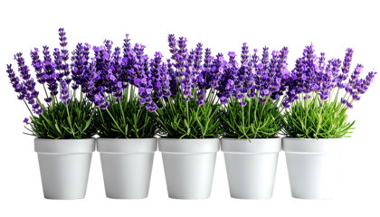 Five white pots in a row, each filled with flourishing purple lavender plants against a dark backdrop