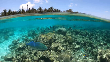 Luxury resort photo of Maldives tropical 
paradise islands with exotic fish under wave of 
clear water on seabed 
azure Indian Ocean with coral reef, sky with clouds 
on horizon, palm trees.