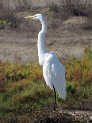 An elegant egret watches over the wetlands.