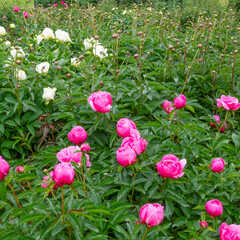 peony park
