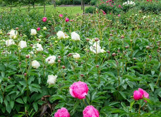peony park