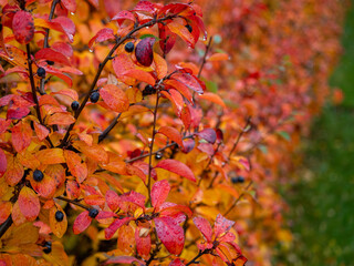 Bright red leaves and black berries on a hedgerow bush in the city in autumn