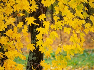 Yellow leaves in golden autumn on maple branches in a city park
