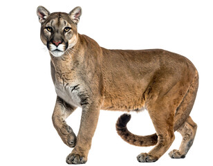 Obraz premium Tan cougar stands against black. Cat has dark ears, brown eyes, and spots on legs. Tail is long and curled