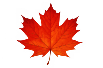 Red maple leaf representing autumn season and canadian identity on a transparent background