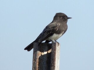 A black phoebe perched on a metal pole