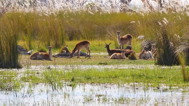 group of red lechwe resting in beautiful marshland 063