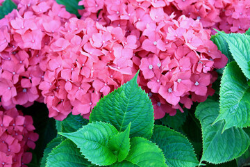 Close-up photo of bright pink flowers on a hydrangea bush