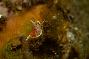 Diaphorodoris papillata nudibranch on Mediterranean substrate, Tamariu Spain, macro marine mollusk, vibrant red papillae