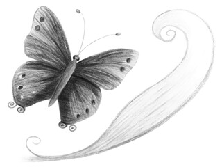 Butterfly with decorative wing isolated on transparent background in pencil style drawing