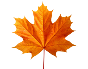 Autumn maple leaf PNG