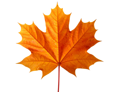 Autumn maple leaf PNG