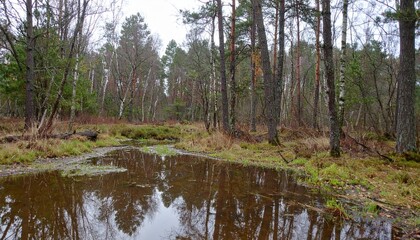 Forest with shallow puddles reflecting tree trunks after recent rain under cloudy midday sky