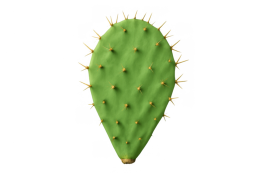 Prickly pear cactus pad with lush green leaves and thorny spines, set against a clear background