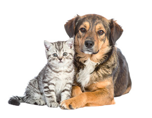 Adorable dog and tabby kitten cuddling closely together against a black background