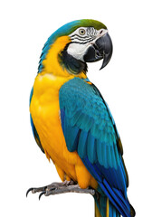 Fototapeta premium Majestic blue-and-yellow macaw parrot with iridescent blue and golden-yellow plumage, black beak, on a transparent studio background with copy space, concept for exotic bird showcase