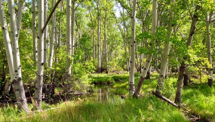Forest with young cottonwood trees showing heart-shaped leaves and pale bark in a riparian woodland zone