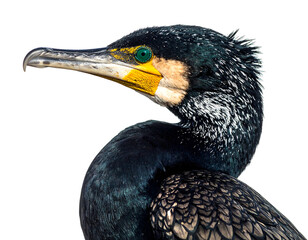 Cormorant side-profile, vibrant eye and textured feathers. Dark background