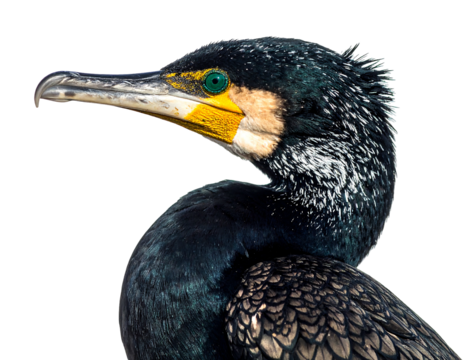 Cormorant side-profile, vibrant eye and textured feathers. Dark background