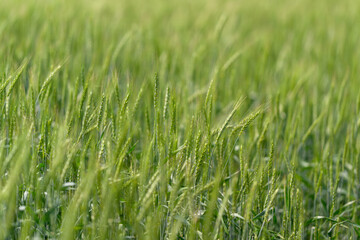 A Stunning and Beautiful Lush Green Grass Field Bathed in the Warm Natural Light of the Sun