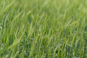 A vast lush green wheat field swaying gently in the warm breeze under the blue sky