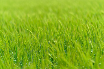 A Beautiful, Lush Wheat Field is Glimmering Under the Bright Sunlight on a Breezy, Pleasant Day