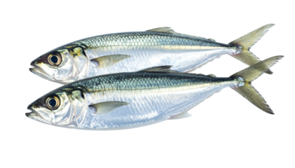 Two silver, shimmering fish are stacked atop each other, each showing a yellow eye against a solid black background