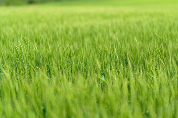 A Beautiful Lush Green Grass Field Surrounded by Natures Elements and Vibrant Life All Around