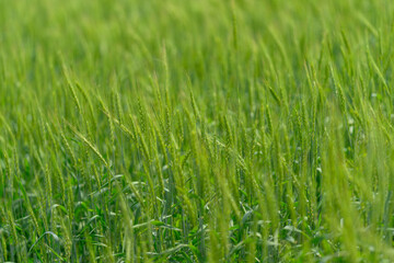 A beautifully Lush Green Grass Field Captured in the Warm Embrace of Natural Light