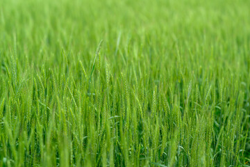 A Beautiful Lush Green Grass Field Bathed in Bright Natural Light on a Sunny Day