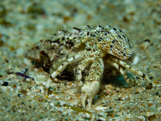Diogenes pugilator Hermit Crab in Patterned Shell on Sandy Seafloor – Underwater Macro Scene