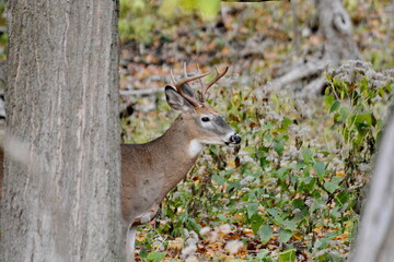 White-tailed deer buck standing in the woods in Ontario, Canada.