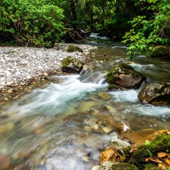 Gentle forest stream flowing over pebbles showing natural tranquility and clean water