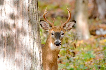 White-tailed deer buck standing in the woods in Ontario, Canada.