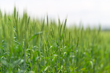 A Beautiful Lush Green Wheat Field Located Under a Bright and Clear Blue Sky Above
