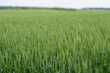 A Lush Green Wheat Field Flourishing Under a Bright Clear Sky, Full of Life and Promise