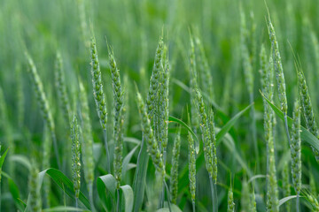 A CloseUp View of Vibrant and Healthy Green Wheat Plants Growing in the Open Field