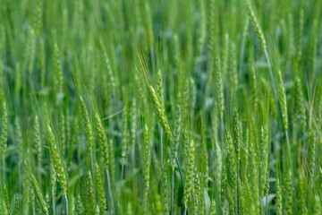 A Vast and Lush Green Grain Field Spread Out Under a Bright Clear Blue Sky Above