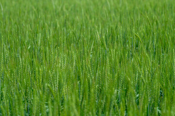 A Beautiful Lush Green Wheat Field Appears Under A Clear Blue Sky Providing Abundance