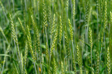 A vast array of lush green grass interspersed with tall grain spikes proudly standing in a field