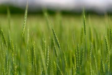A beautiful and lush green grass field filled with tall grasses illuminated by soft light