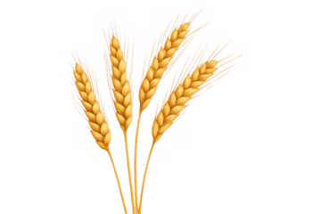 Wheat ears illustration representing agriculture, harvest, and food. Golden grain stalks isolated on transparent background